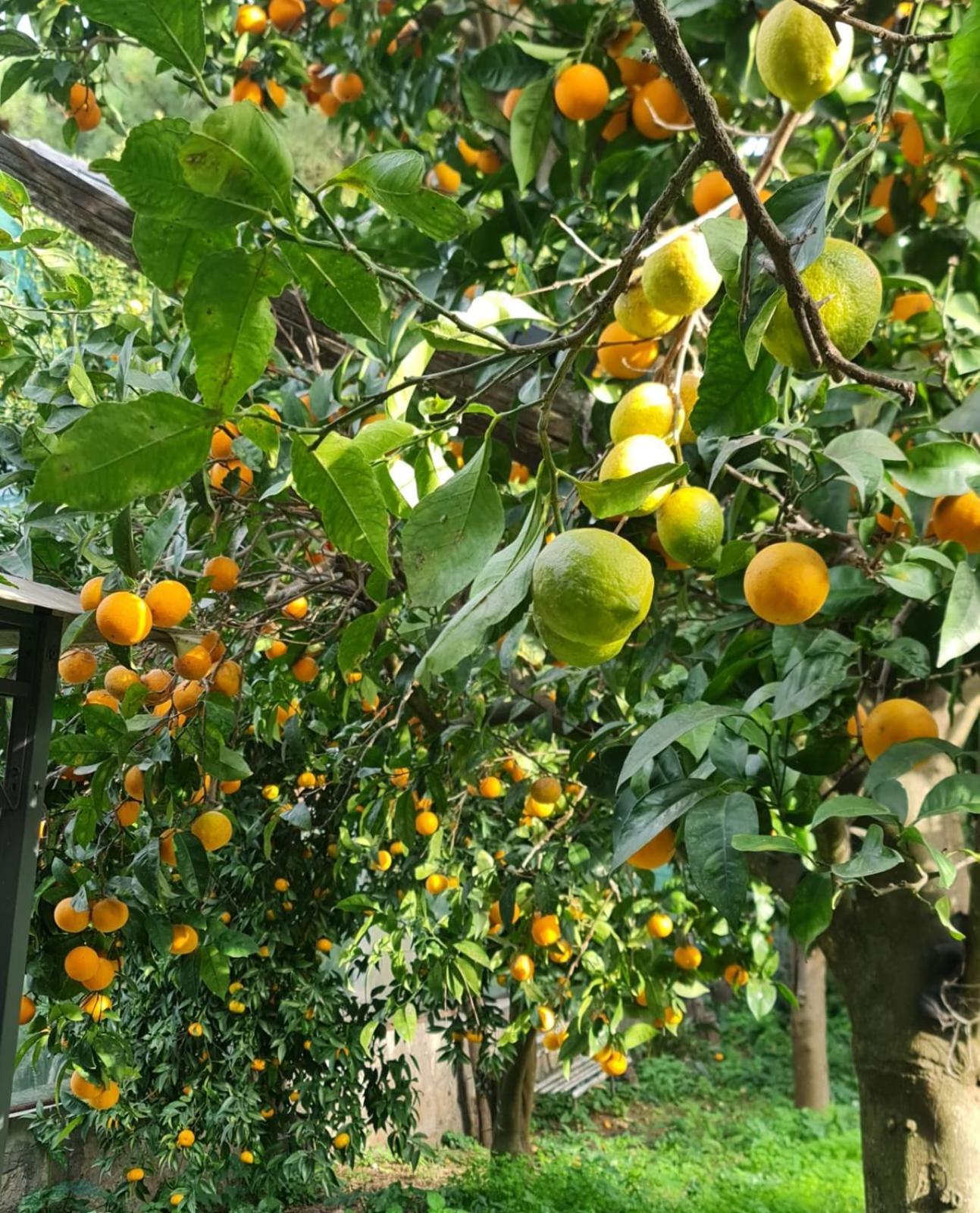 Casa Rosellina Sorrento Villa Eksteriør bilde